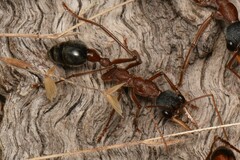 Myrmecia nigriceps