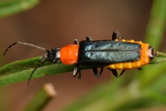 Chauliognathus tricolor