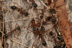Myrmecia nigriceps