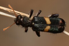 Eleale pulchra