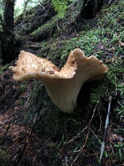 Turbinellus kauffmanii