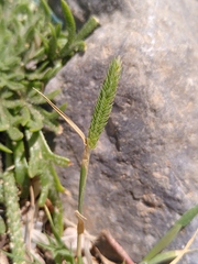 Phalaris minor