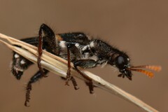 Eleale pulchra