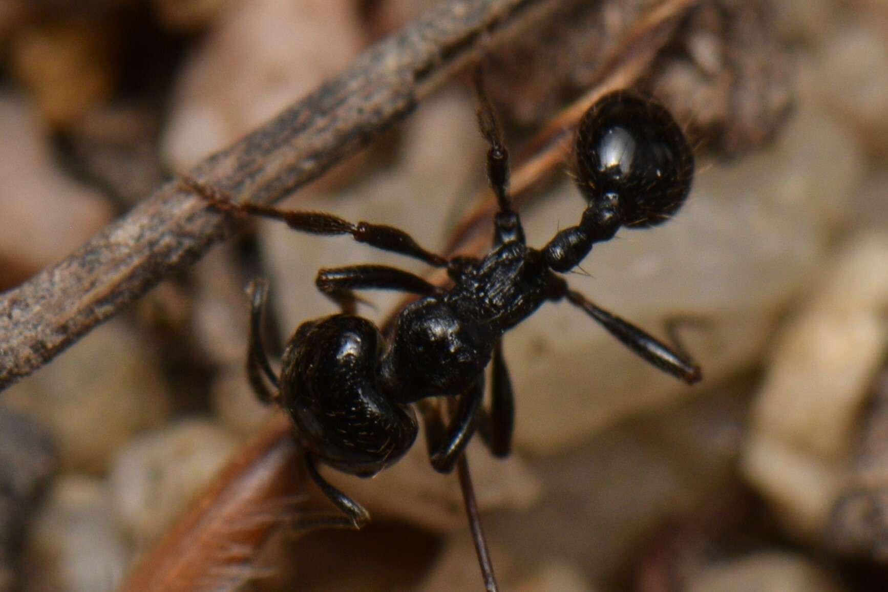 Chelaner bicornis