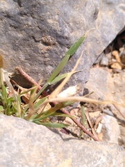 Phalaris minor