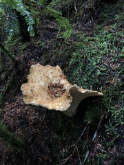 Turbinellus kauffmanii