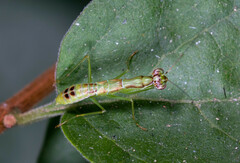 Odontomantis