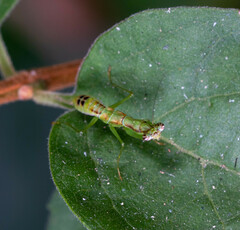 Odontomantis