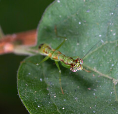 Odontomantis