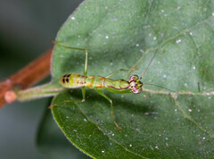 Odontomantis