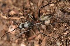 Camponotus fergusoni