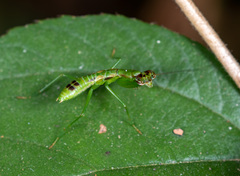 Odontomantis