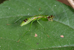 Odontomantis