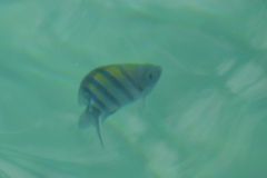 Abudefduf vaigiensis