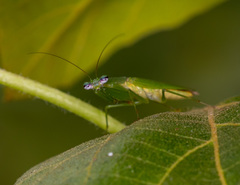 Odontomantis