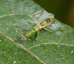 Odontomantis