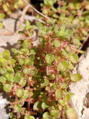 Parietaria lusitanica