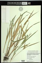 Carex schweinitzii