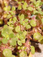 Parietaria lusitanica