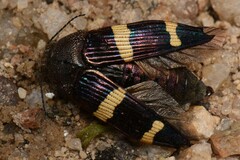 Astraeus navarchis