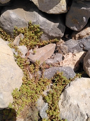 Parietaria lusitanica