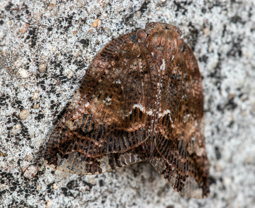 Black planthopper photo 4