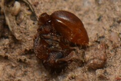 Meranoplus