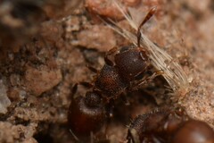 Meranoplus