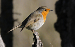 Erithacus rubecula rubecula