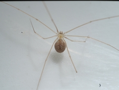 Micropholcus fauroti