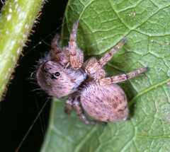 Carrhotus coronatus