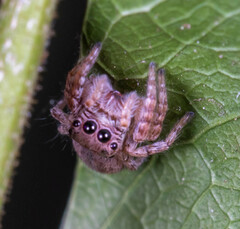 Carrhotus coronatus