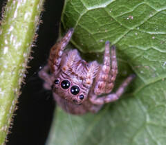 Carrhotus coronatus
