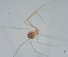 Micropholcus fauroti