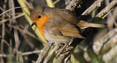 Erithacus rubecula rubecula