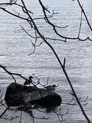 Mergus merganser merganser