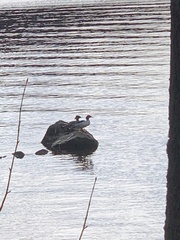 Mergus merganser merganser