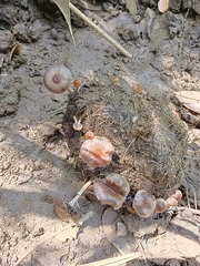 Deconica
