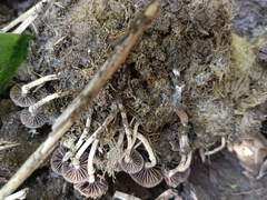 Deconica