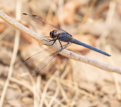 Trithemis furva