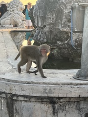 Macaca mulatta