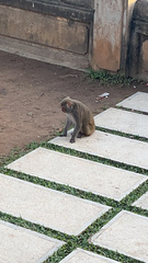 Macaca mulatta