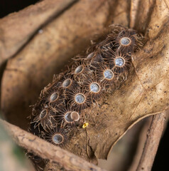 Trachythorax