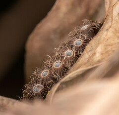 Trachythorax
