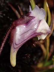 Pinguicula calyptrata