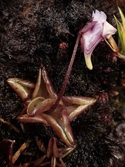 Pinguicula calyptrata