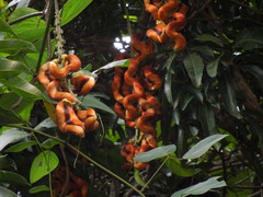 Mucuna