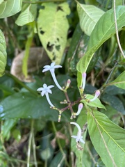 Palicourea domingensis