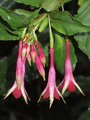 Fuchsia