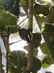 Coereba flaveola